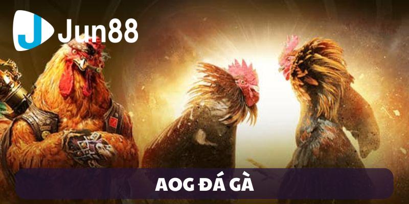 Trải nghiệm sảnh đá gà Jun88 với những ưu điểm nổi bật
