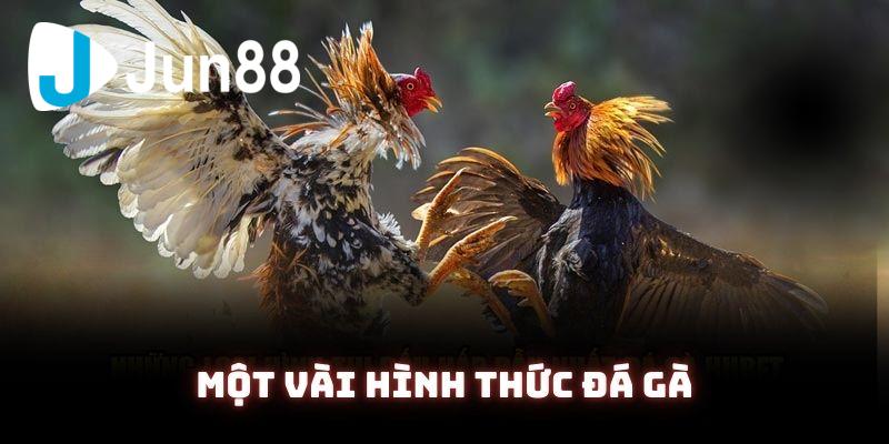 Những hình thức đá gà Jun88 phổ biến không thể bỏ qua